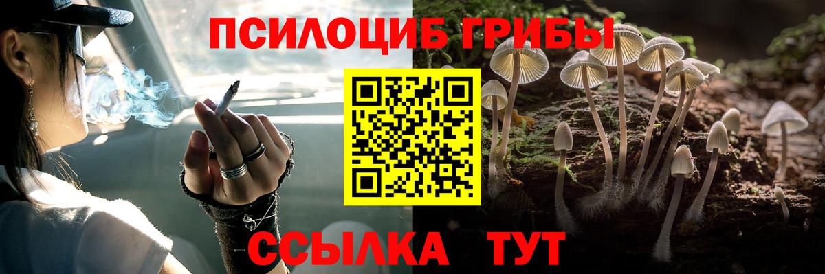 Галлюциногенные грибы Psilocybe Можайск